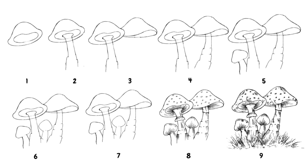 To Draw Cartoon Mushrooms step-by-step sketches