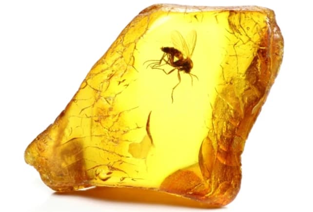 A large, translucent amber with a prehistoric fly inside